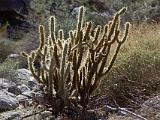 A Anza Borrego Desert 022